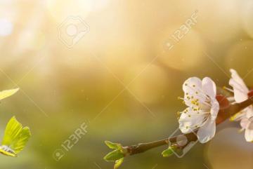 Lorem ipsum dolor sit amet consectetur